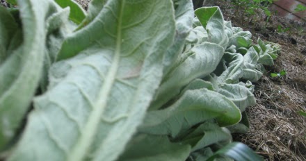 mullein drying herbal infusions